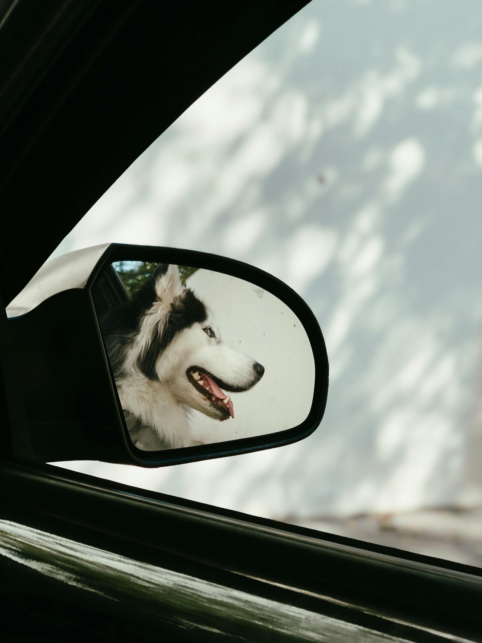 Táxi bom pra cachorro